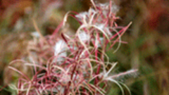 Fireweed Photography